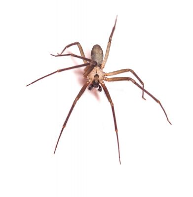 New Mexico Brown Recluse Myth Or Menace - bibpryh
