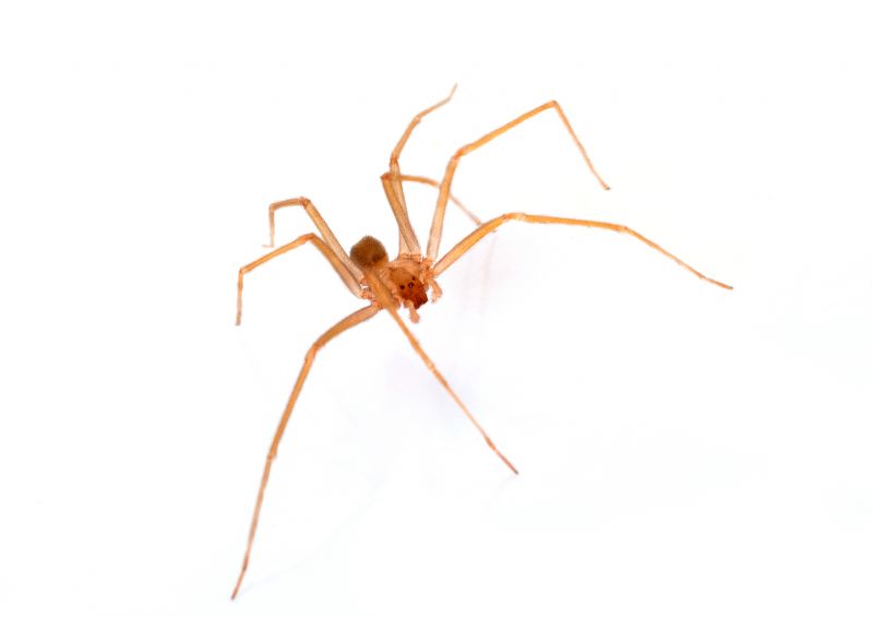Brown Recluse Extermination