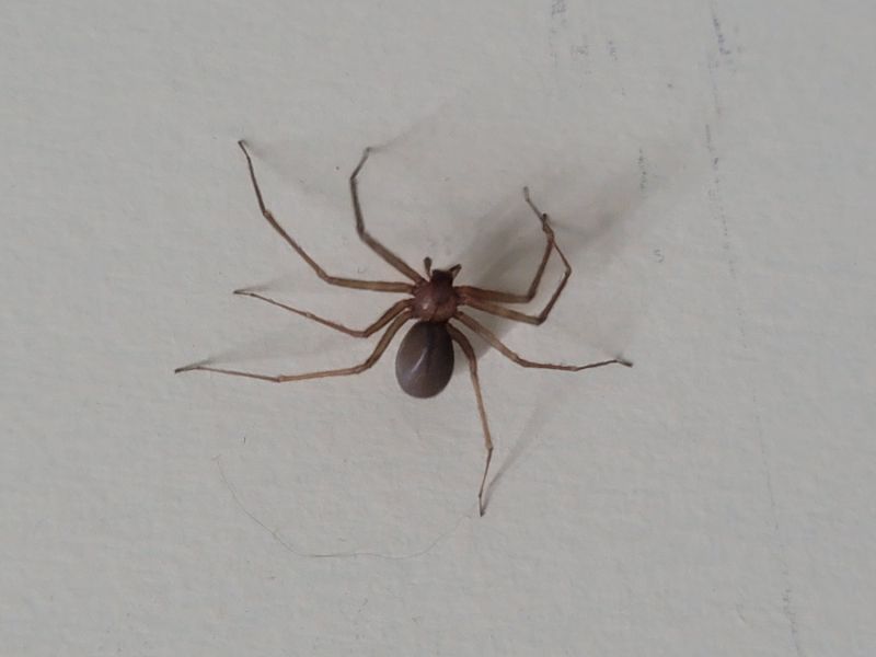 Brown Recluse Extermination