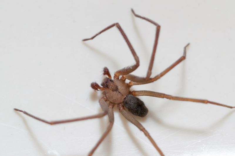 Brown Recluse Extermination