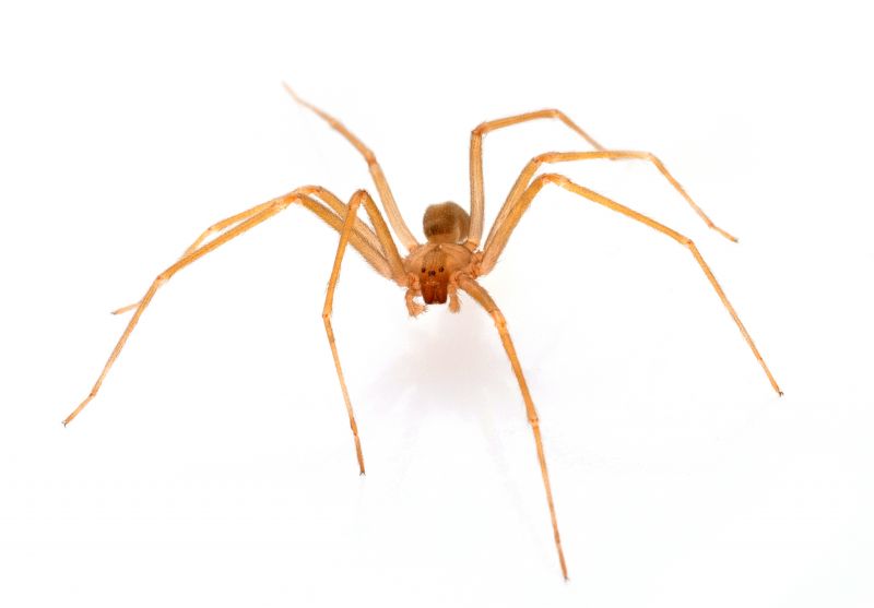 Brown Recluse Spider