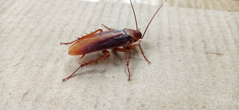 Cockroach Shelters