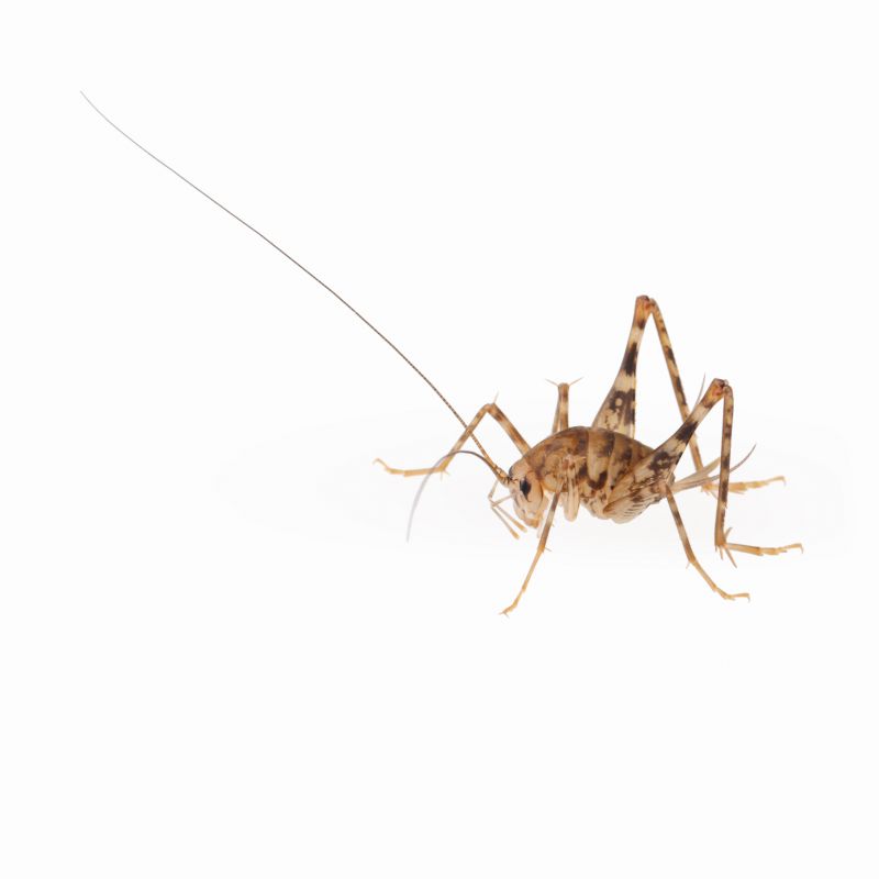 Seasonal Cricket Activity In Homes