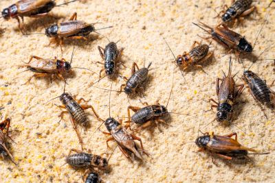 Seasonal Cricket Activity In Homes