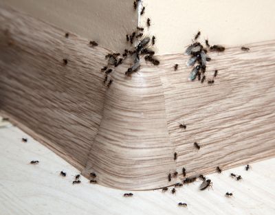 Velvet Ant Extermination in Arlington, TX